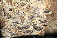 Trametes versicolor image