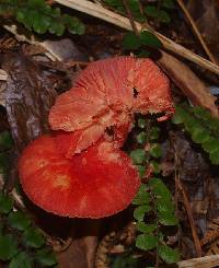 Hygrocybe miniata image