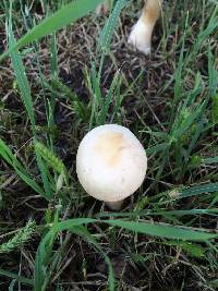 Chlorophyllum molybdites image