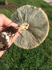 Chlorophyllum molybdites image