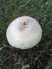 Chlorophyllum molybdites image