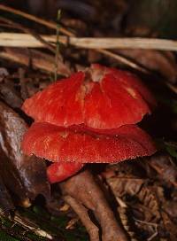 Hygrocybe miniata image