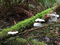 Hemimycena candida image