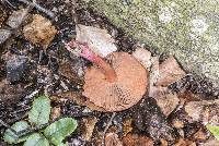 Cortinarius cardinalis image