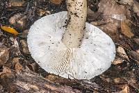 Tricholoma viridiolivaceum image