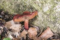 Cortinarius cardinalis image