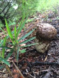 Calvatia craniiformis image