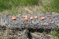 Pycnoporus cinnabarinus image
