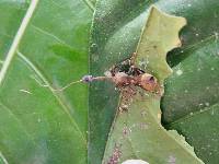 Ophiocordyceps unilateralis image