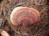 Ganoderma tsugae image