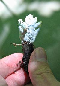 Xylaria polymorpha image