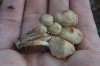 Pholiota subflammans image