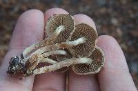 Pholiota subflammans image