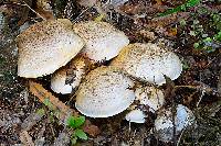 Cortinarius australiensis image