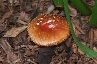 Amanita muscaria image