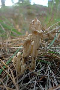 Clavulina rugosa image