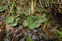 Gliophorus graminicolor image