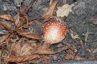 Amanita muscaria image