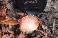 Amanita muscaria image