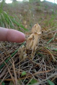 Clavulina rugosa image