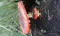 Amanita muscaria image