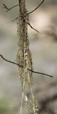 Ramalina menziesii image