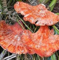 Laetiporus sulphureus image