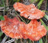 Laetiporus sulphureus image