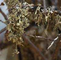 Ramalina leptocarpha image