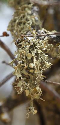 Ramalina leptocarpha image