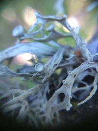 Ramalina leptocarpha image