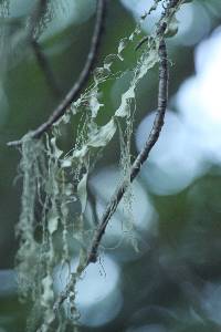 Ramalina menziesii image