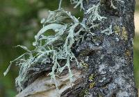 Ramalina leptocarpha image