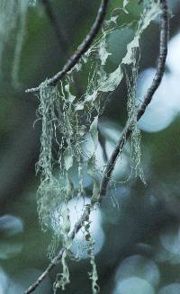 Ramalina menziesii image