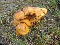 Gymnopilus junonius image