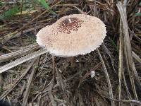 Macrolepiota clelandii image