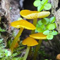 Image of Pluteus admirabilis