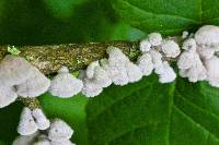 Schizophyllum commune image