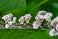 Schizophyllum commune image