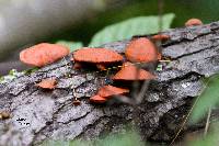 Pycnoporus cinnabarinus image