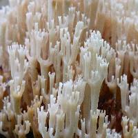 Artomyces pyxidatus image