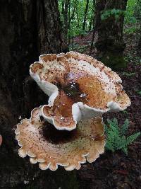 Polyporus squamosus image