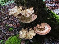 Polyporus squamosus image