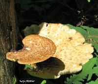 Polyporus squamosus image