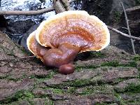 Ganoderma tsugae image