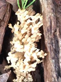 Artomyces pyxidatus image