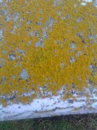 Xanthoria parietina var. parietina image