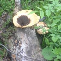 Polyporus squamosus image