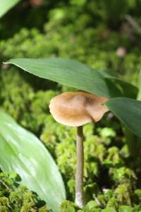 Entoloma vernum image