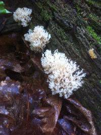 Artomyces pyxidatus image